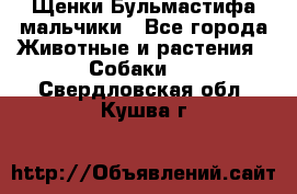 Щенки Бульмастифа мальчики - Все города Животные и растения » Собаки   . Свердловская обл.,Кушва г.